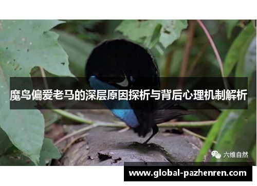 魔鸟偏爱老马的深层原因探析与背后心理机制解析